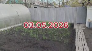 03.05.2026 Тепло пришло. Сажаем клубнику