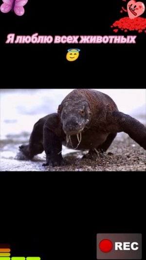 Животные приколы и не только😅