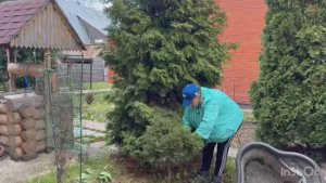ПОЧИСТИЛА ТУИ🌳🌲🌳/ХОТЕЛОСЬ БОЛЬШЕГО, НО…😎/жизнь здесь и сейчас ✅❤️❤️❤️
