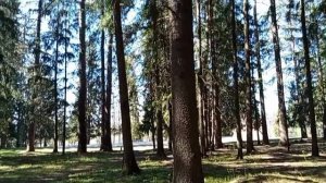 #красота леса в мае