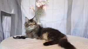 Багира шел Кун прайд 🌸🌸🌸