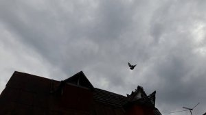 Николаевские голуби