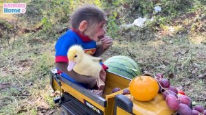 Naughty BiBi takes care of and harvests fruit for duckling