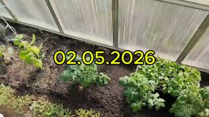 02.05.2026 Посадка картошки окончена!!!