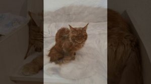 Клип про котов и котят