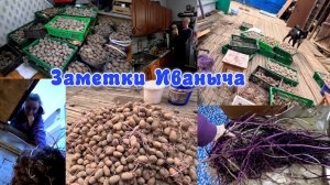 Достали картошку, сели перебирать, а там...