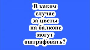 В каком случае за цветы на балконе могут оштрафовать?