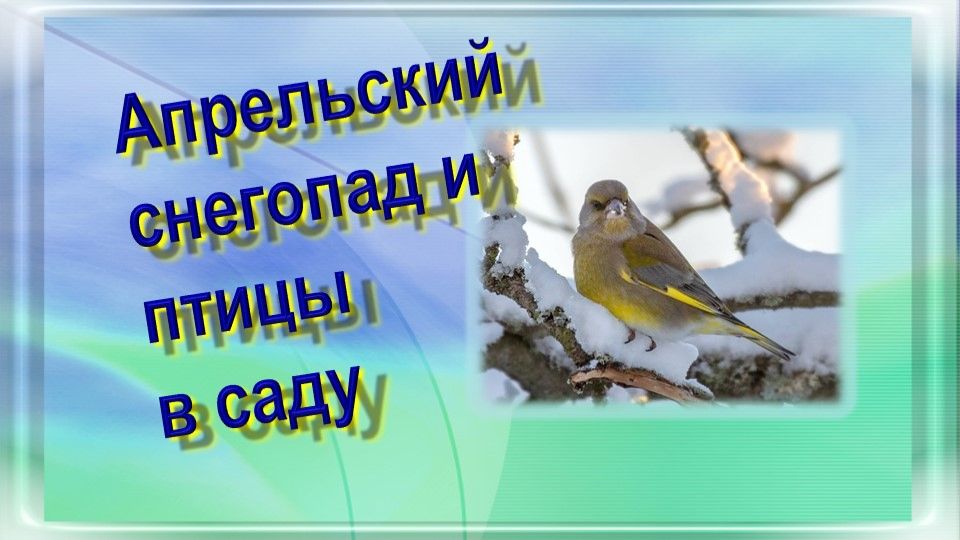 Апрельский снегопад и птицы в саду