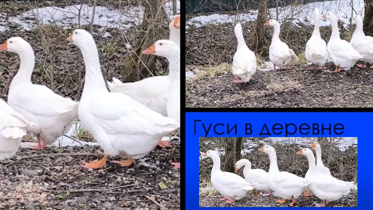 Гуси в деревне - символ сельской жизни.