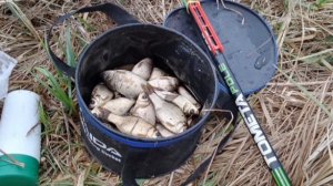 Сегодня порыбачил на Карася🎣 Ловлил на 6-метровую маховую удочку 🎣 Прикормка Стерля (Чеснок).