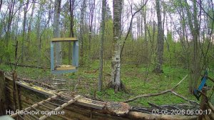 LIVE: На лесной опушке. Природа онлайн