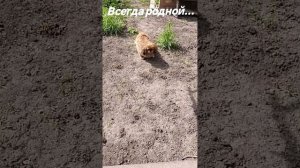 Навсегда родной Донбасс!!!