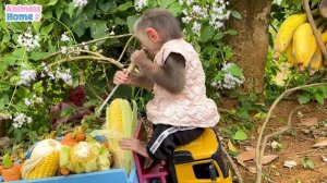 Farmer BiBi is busy on fruit harvest day