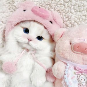 Котики