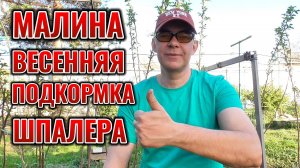 Попробуй так накормить МАЛИНУ ВЕСНОЙ сделай ШПАЛЕРУ и собери богатый УРОЖАЙ ягоды