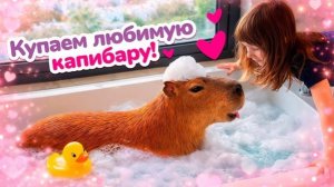 Капибара в грязи! Капибусик залез в лужу, и теперь Бьянка с Карлом его отмывают