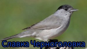голос Славка Черноголовка