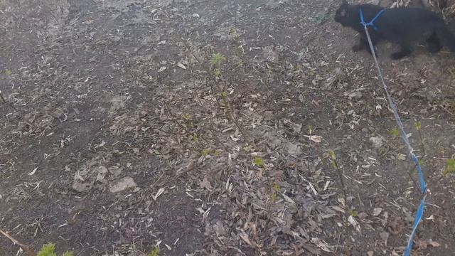 Мишке надо все обследовать. смотреть онлайн