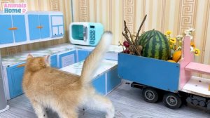 Baby monkey Obi takes care of and makes fruit yogurt for kitten
