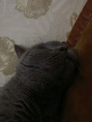 кузя
