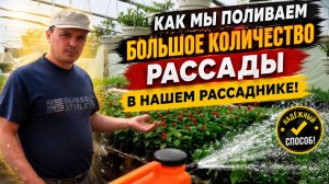 КАК ПОЛИТЬ БОЛЬШОЕ КОЛИЧЕСТВО РАССАДЫ?