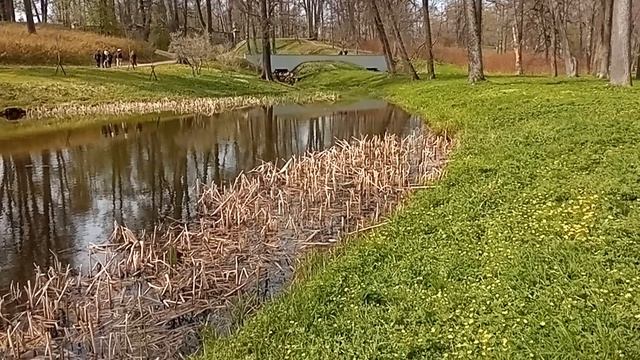 Парк  Александрия. Уникальное явление для дня, лягушки начали сильно петь.