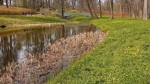 Парк  Александрия. Уникальное явление для дня, лягушки начали сильно петь.