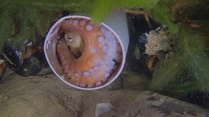 Осьминог. Гений. Материнский инстинкт