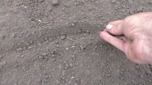 Посев семян лука для выращивания севка