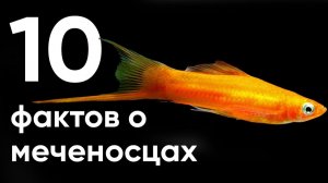 10 главных фактов о меченосцах,что должен знать каждый