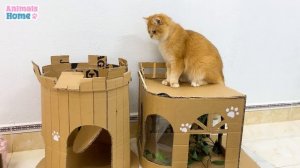 BiBi has fun plays with Ody cat