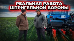 ВЕСЕННИЕ ПОЛЕВЫЕ РАБОТЫ | ШТРИГЕЛЬНАЯ БОРОНА | КАК ФЕРМЕРЫ НАЧИНАЮТ СЕЗОН 2026
