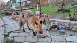 (1265) Лиса приходит в гости. Май 2026