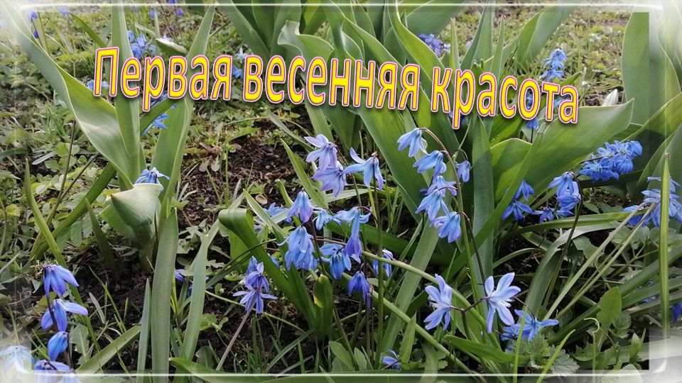 Первая весенняя красота
