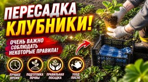 ПЕРЕСАЖИВАЕМ КЛУБНИКУ-ОЧЕНЬ ХОРОШИЙ СПОСОБ!