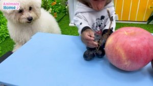 Naughty BiBi harvest fruit to make fruit cake for Amee