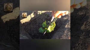 Как ускорить рост однолетнего саженца винограда.