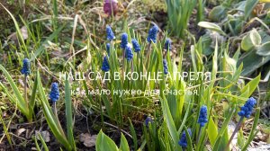 Мои розы после зимы. О том, как же мало садоводу нужно для счастья.