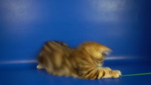Сибирский котик Sidney, 3,5 месяца