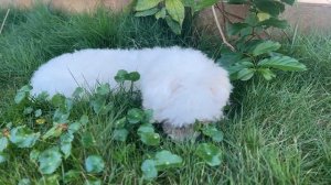 BiBi has fun plays with Amee in the small garden