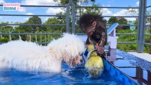 Amee helps BiBi pick up fruit from the pool