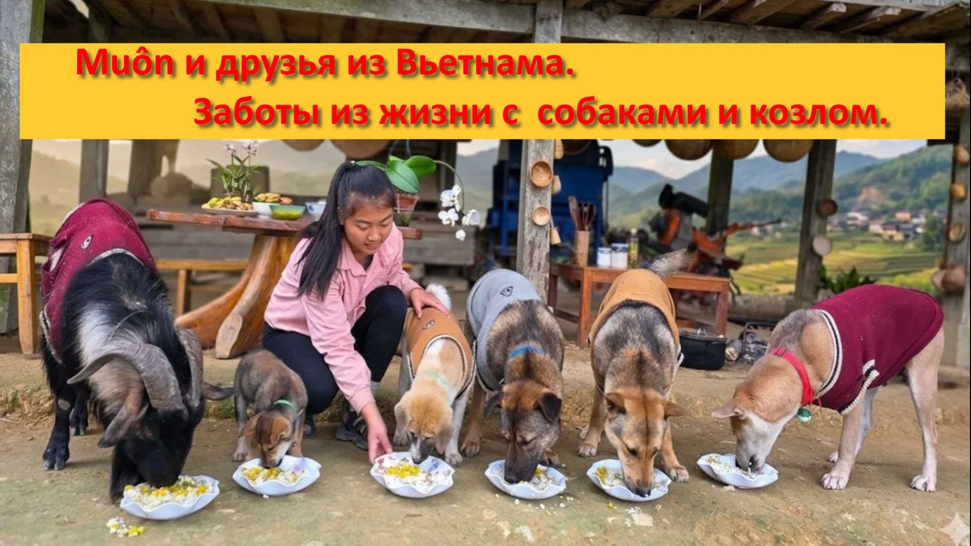 Muôn и друзья из Вьетнама. Заботы из жизни с  собаками и козлом.
