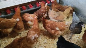 У нас пополнение. Купили курочек.