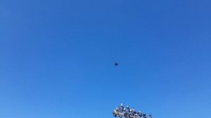 Николаевские голкби Молодой серый