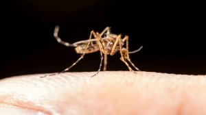 Насекомые для детей Учим насекомых Развивающие мультики для малышей Насекомые звуки пчела, жук...