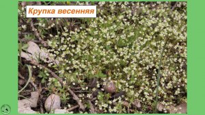 Ковёр из крупки весенней