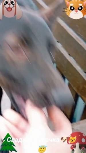Сладкая парочка🐶🐱😅