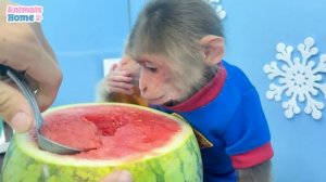 BiBi repaired and rowed the boat to take the baby monkey Obi to pick fruit