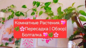 Комнатные Растения💖🌸 Пересадка| Обзор|Болталка|💖🌸
