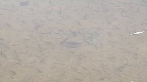 СуперПрозрачная вода в реке Икорец Рыба плавает как в аквариуме. Лискинский район Воронежская обл